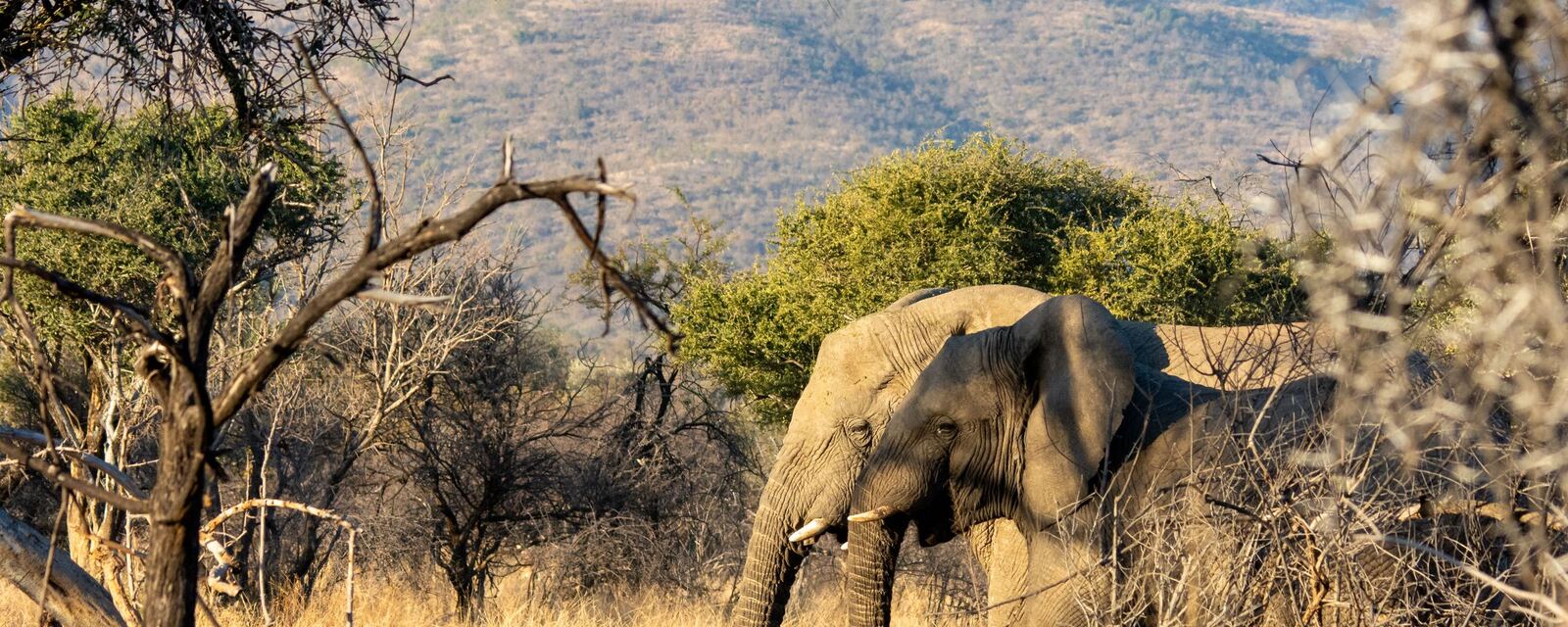 Elephants in the bushveld near Bela-Bela