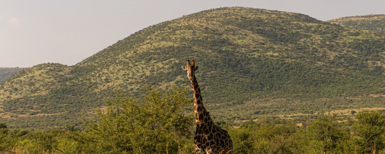A giraffe in the Pilanesberg hills