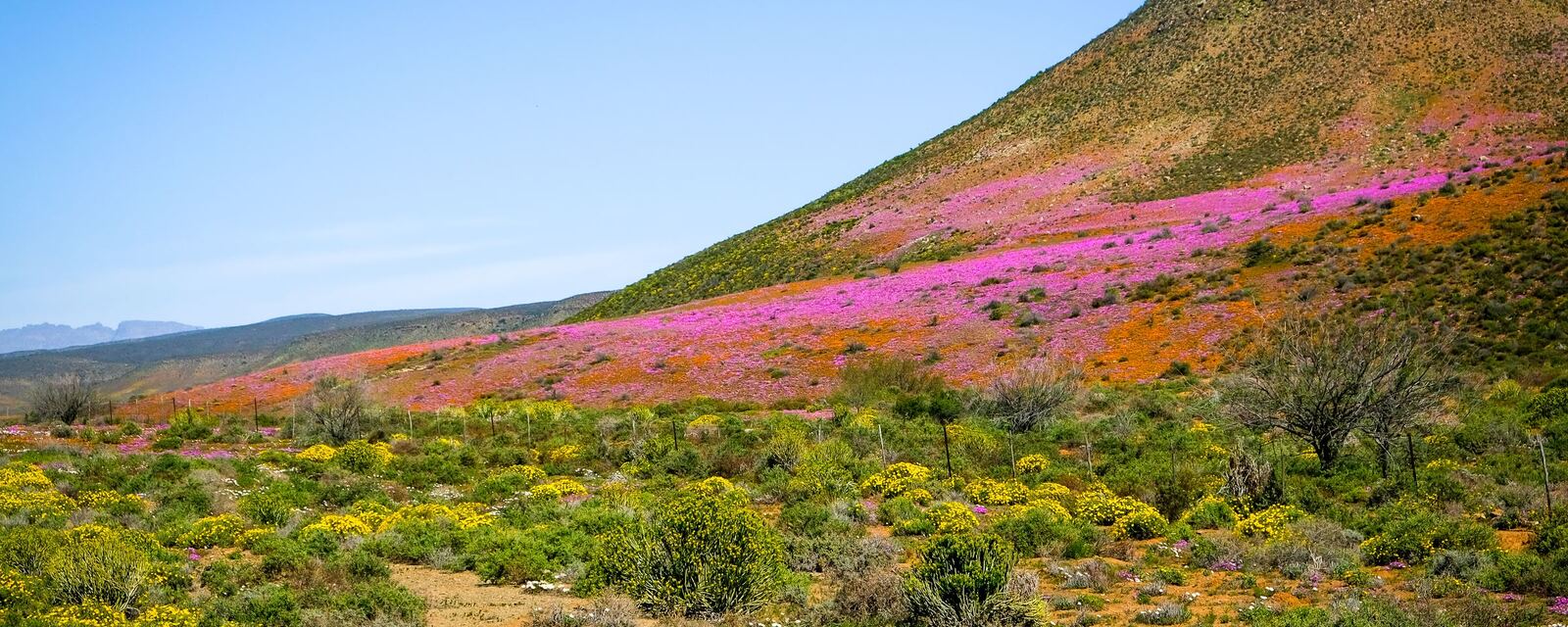 Spring flowers on the Namaqualand hills